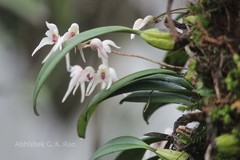 Dendrobium nanum